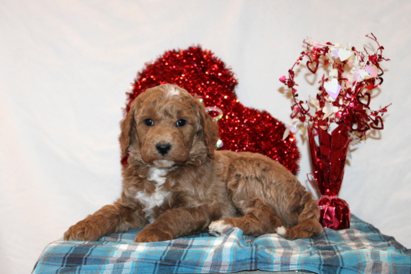 puppy, for, sale, Mini Goldendoodle F1B, Matthew B. Stoltzfus, dog, breeder, Gap, PA, dog-breeder, puppy-for-sale, forsale, nearby, find, puppyfind, locator, puppylocator, aca